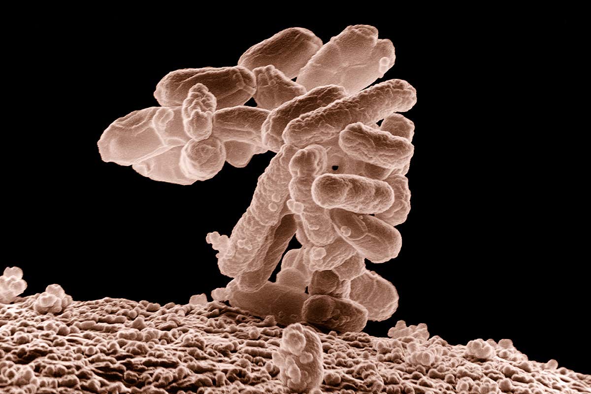 Escherichia coli baceria