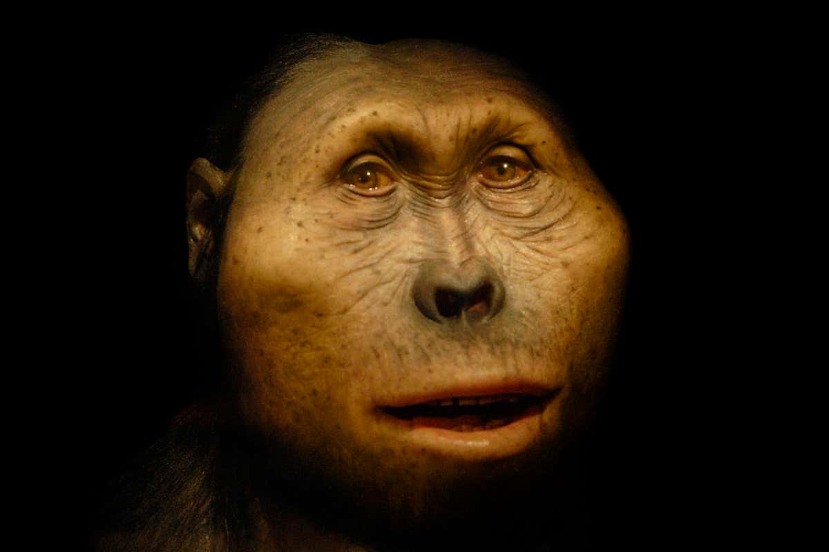 Not to be used in museums, exhibitions, or articles about Elisabeth Daynes or the Atelier Daynes. No use in any context outside of mainstream science without the express permission of Atelier Daynes. Front covers or private use require clearance. Mandatory credit. Paranthropus boisei model. Reconstruction of a specimen of Paranthropus boisei. This hominin, which is sometimes classified as Australopithecus boisei, lived from 2.3 to 1.2 million years ago in eastern Africa. P. boisei is one of several extinct species that form an early part of the human evolutionary tree. Reconstruction by Elisabeth Daynes of the Daynes Studio, Paris, France. MANDATORY CREDIT.