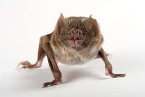 Common vampire bat (Desmodus rotundus) crawling at Buffalo Zoo, USA. Captivity.